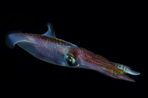 Squid take his food in the night. You just can see the ta... by Roland Bach 